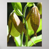 White Orchid Lady Slipper Flower Pair Poster (Voorkant)