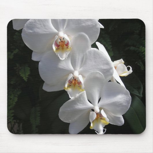 White Orchid Mousepad Muismat (Voorkant)