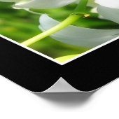 White Orchid Poster (Hoek)
