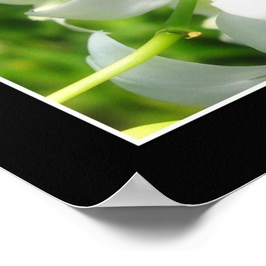 White Orchid Poster (Hoek)