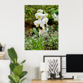 White Orchid Poster (Thuiskantoor)