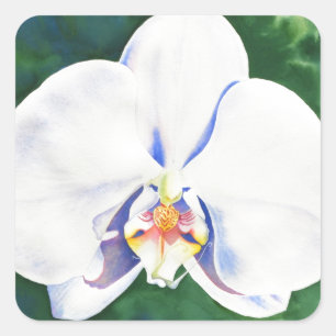 White Orchid Vierkante Sticker