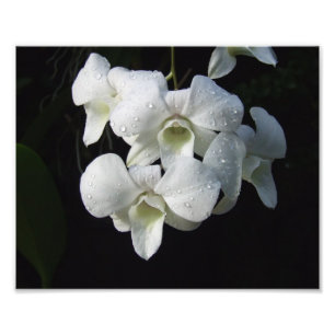 White Orchids 10 x 8-inch fotoafdrukken Foto Afdruk