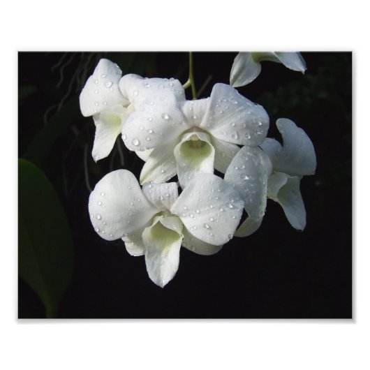 White Orchids 10 x 8-inch fotoafdrukken Foto Afdruk (Voorkant)
