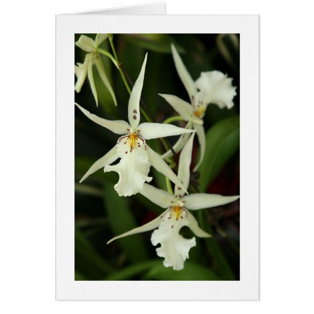 White Orchids Blank Card (Voorkant)