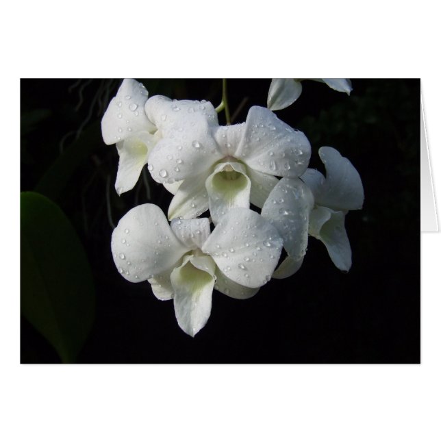 White Orchids Card (Voorkant Horizontaal)