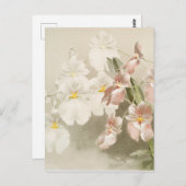 White Orchids Flower  Old Illustration Briefkaart (Voorkant / Achterkant)