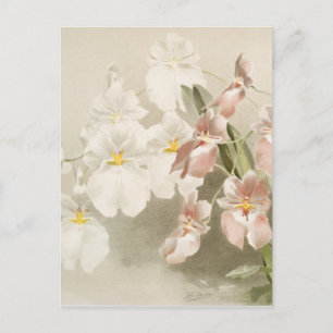 White Orchids Flower  Old Illustration Briefkaart