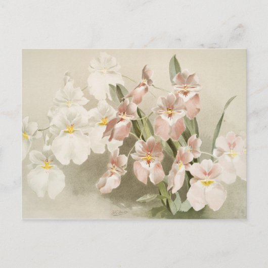 White Orchids Flower Old Illustration Briefkaart (Voorkant)