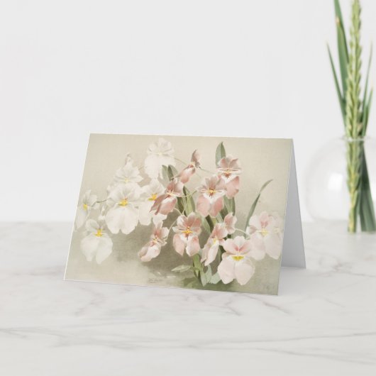 White Orchids Flower  Old Illustration Kaart (Voorkant)