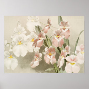 White Orchids Flower Old Illustration Poster