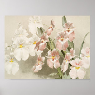White Orchids Flower  Old Illustration Poster