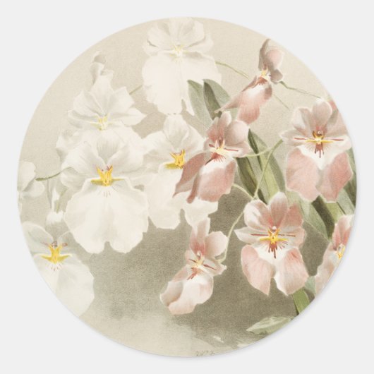 White Orchids Flower  Old Illustration Ronde Sticker (Voorkant)