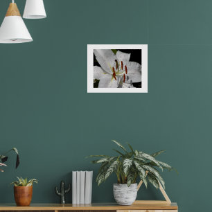 White Oriental Lily Floral Foto Poster