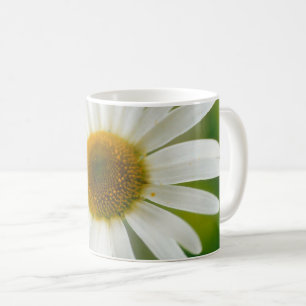 White Oxeye Daisy - Leucanthemum vulgare Koffiemok