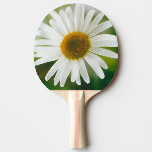 White Oxeye Daisy - Leucanthemum vulgare Tafeltennisbatje