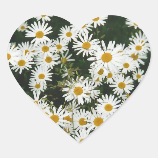 White Oxeye Daisy Meadow Hart Sticker (Voorkant)