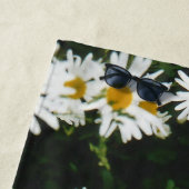 White Oxeye Daisy, Moon Daisy Meadow Strandlaken (In situ)