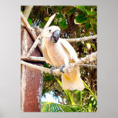 White Parrot Mexican Tropical Poster (Voorkant)