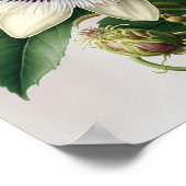 White Passion Flower Art Print Poster (Hoek)