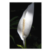 White Peace Lily Plant Floral Foto Afdruk (Voorkant)
