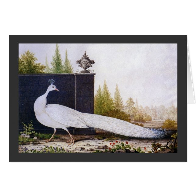 White Peacock (Voorkant Horizontaal)