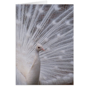 White Peacock