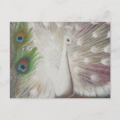 White Peacock and Green Peacock Feather art Print Briefkaart (Voorkant)