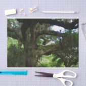 White Peacock Angel Oak Tree-papier Tissuepapier (Craft)