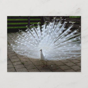 White Peacock Briefkaart