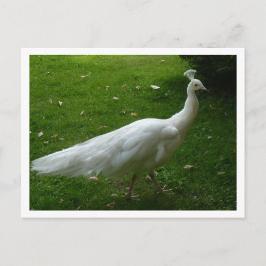 White Peacock Briefkaart (Voorkant)