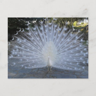 White Peacock Briefkaart