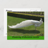 White Peacock Briefkaart (Voorkant / Achterkant)
