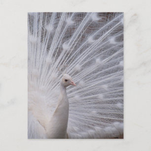 White Peacock Briefkaart