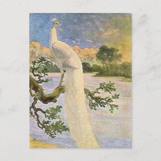 White Peacock Briefkaart (Voorkant)