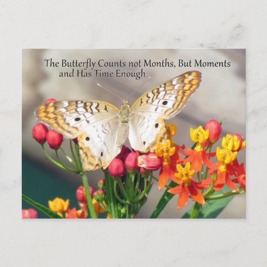 White Peacock Butterfly Quote Briefkaart (Voorkant)