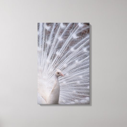 White Peacock Canvas Afdruk (Voorkant)
