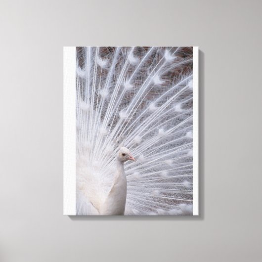 White Peacock Canvas Afdruk (Voorkant)