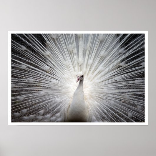 White Peacock met Feathers Fanned Out Poster (Voorkant)