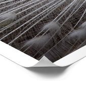 White Peacock met Feathers Fanned Out Poster (Hoek)