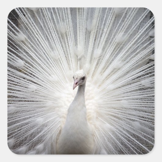 White Peacock met Feathers Fanned Out Vierkante Sticker (Voorkant)
