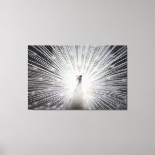 White Peacock op Premium Wrapped Canvas (glanzend) Afdruk