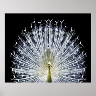 White Peacock Pavo Animalia Poster