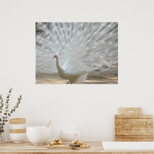 WHITE PEACOCK POSTER (Keuken)