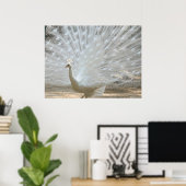 WHITE PEACOCK POSTER (Thuiskantoor)