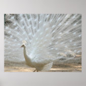 WHITE PEACOCK POSTER (Voorkant)