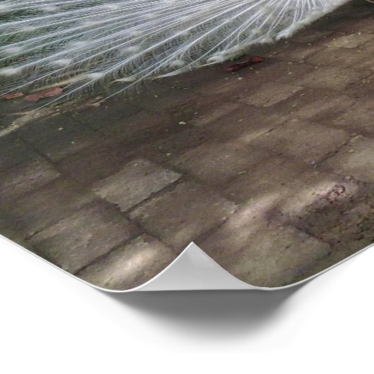 White Peacock Poster (Hoek)