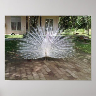 White Peacock Poster