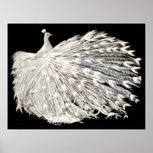 White Peacock Poster (Voorkant)