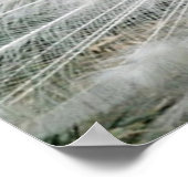 WHITE PEACOCK POSTER (Hoek)